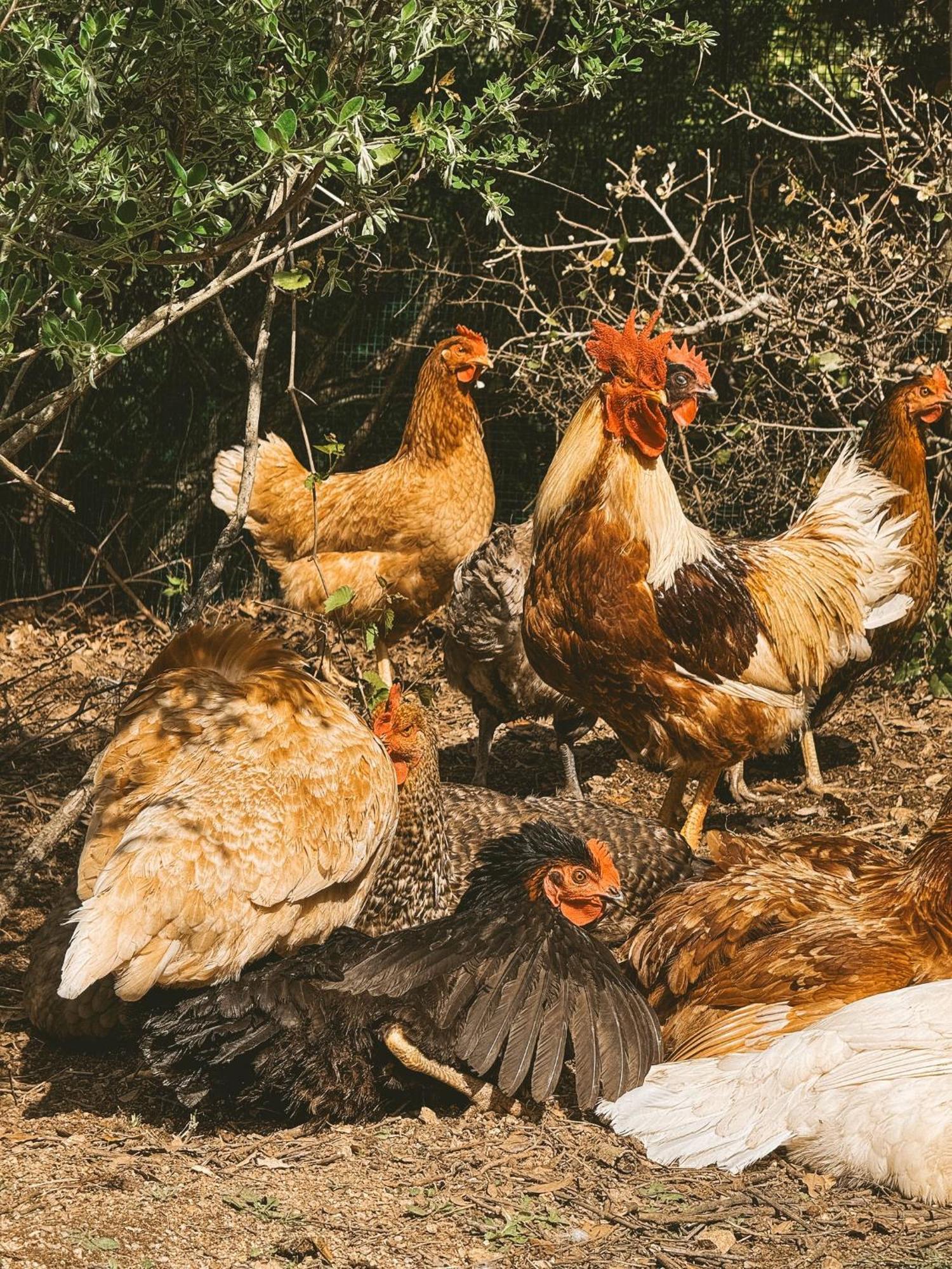 Agriturismo Il Muto Di Gallura Aggius Εξωτερικό φωτογραφία