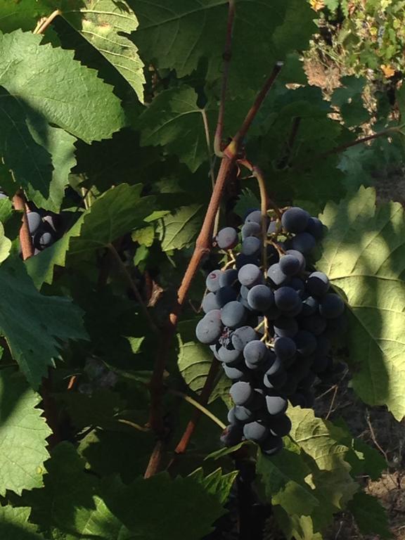 Agriturismo Il Muto Di Gallura Aggius Εξωτερικό φωτογραφία