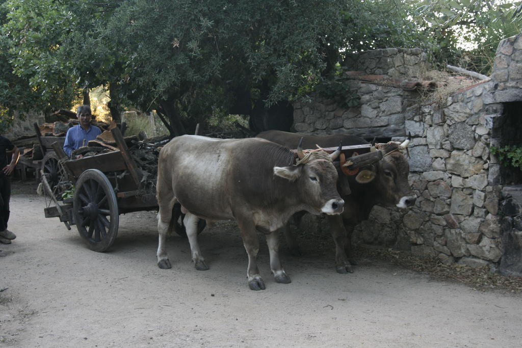 Agriturismo Il Muto Di Gallura Aggius Εξωτερικό φωτογραφία