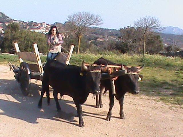 Agriturismo Il Muto Di Gallura Aggius Εξωτερικό φωτογραφία