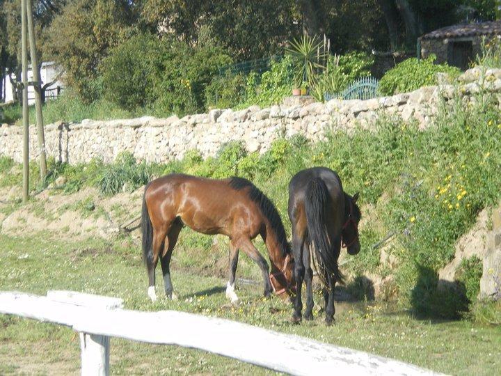 Agriturismo Il Muto Di Gallura Aggius Εξωτερικό φωτογραφία
