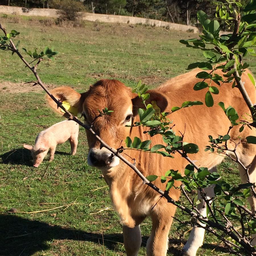 Agriturismo Il Muto Di Gallura Aggius Εξωτερικό φωτογραφία