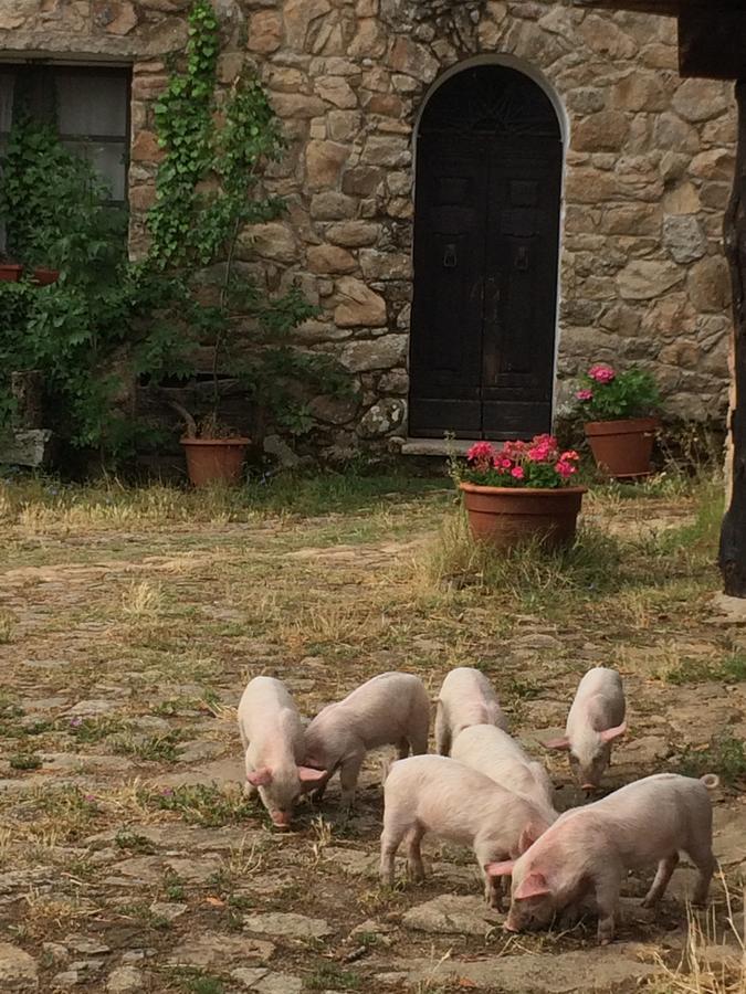 Agriturismo Il Muto Di Gallura Aggius Εξωτερικό φωτογραφία